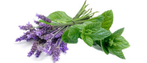 anti mosquito remedies - peppermint and lavender